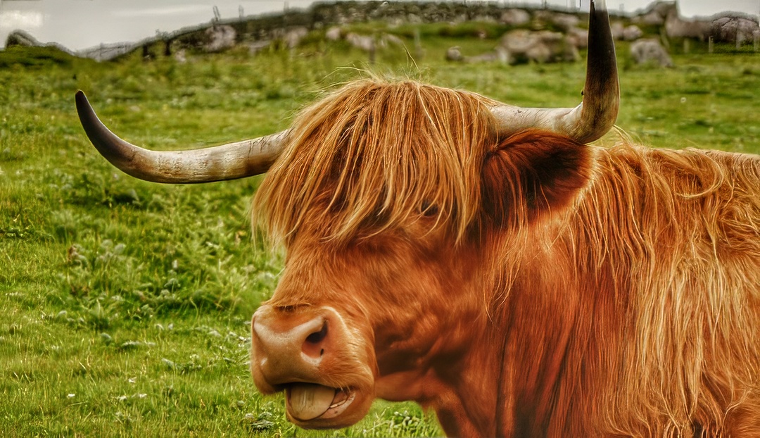 Animals