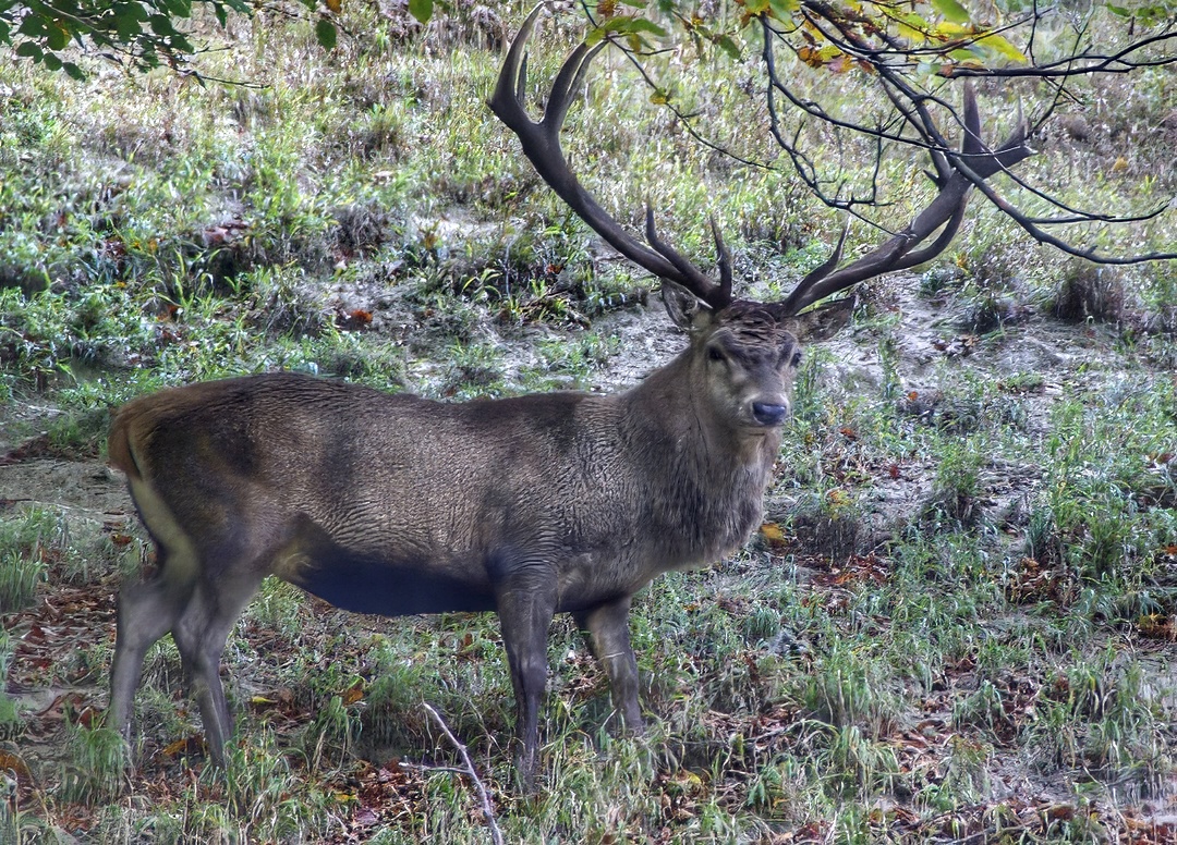 Red Deer Stag