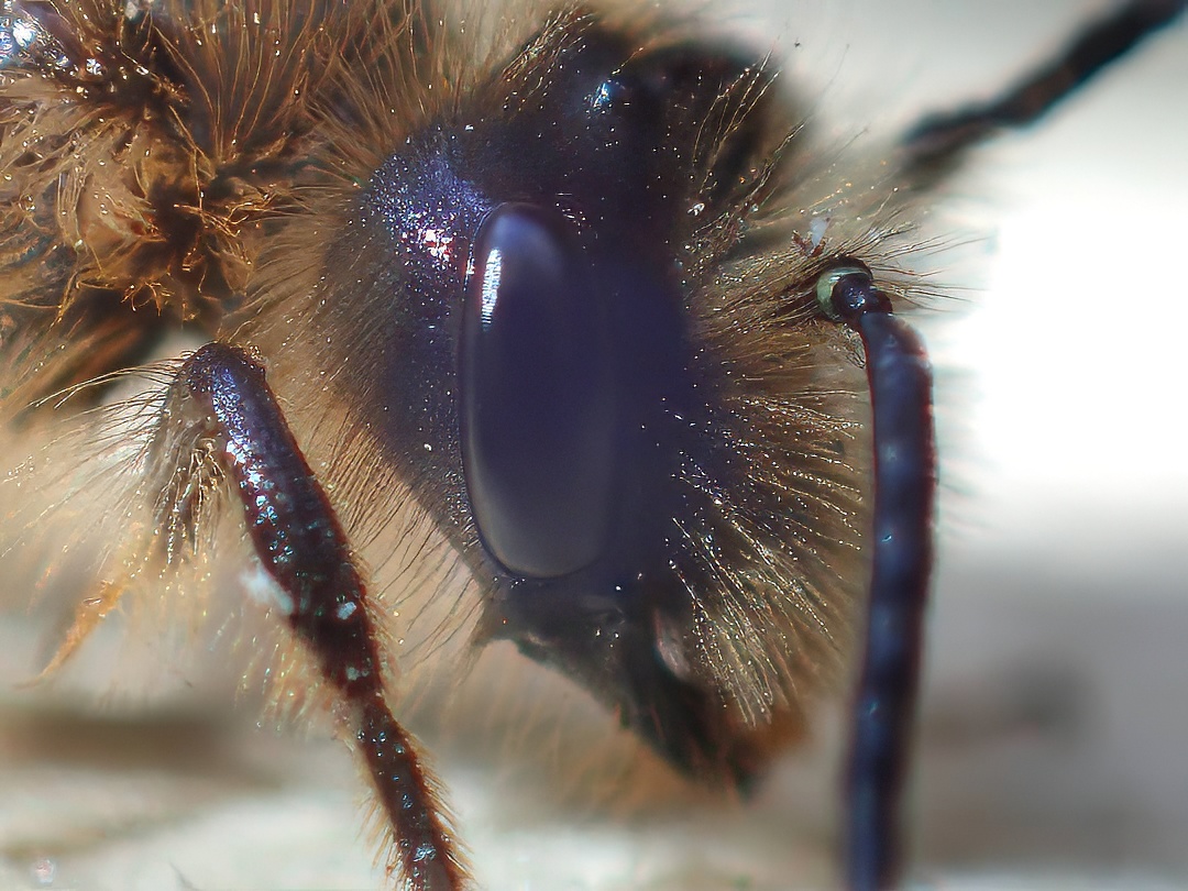 Bees & Wasps