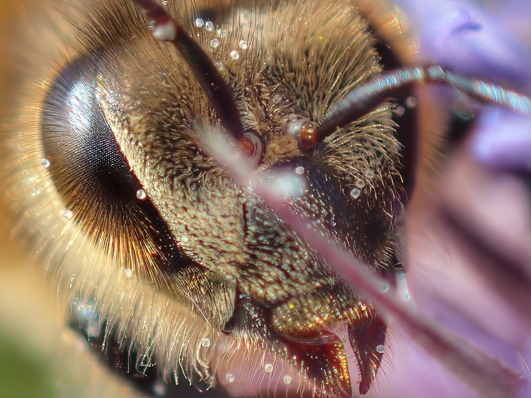 Dew-Pearled Bee