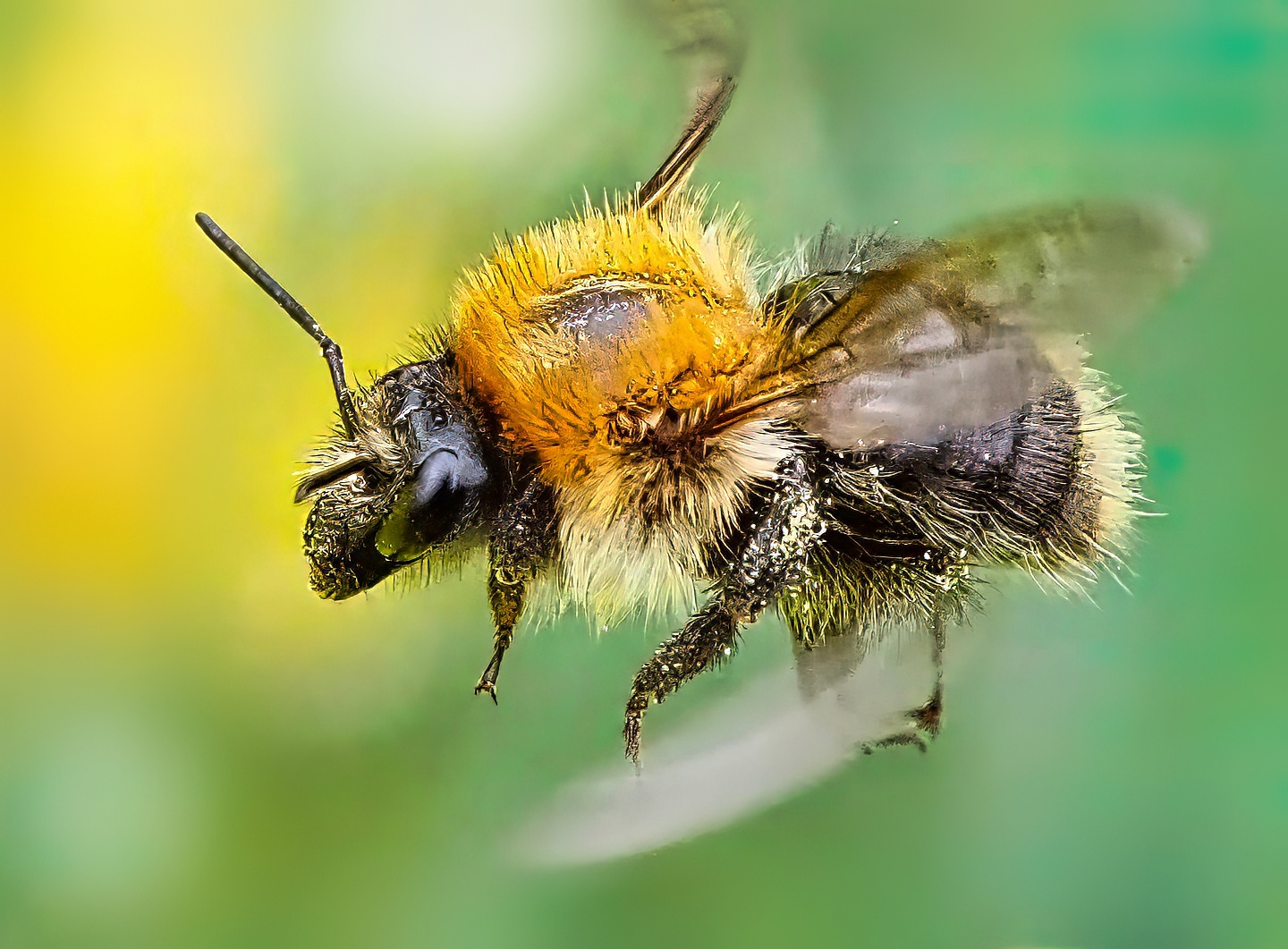 Bumblebee in Flight