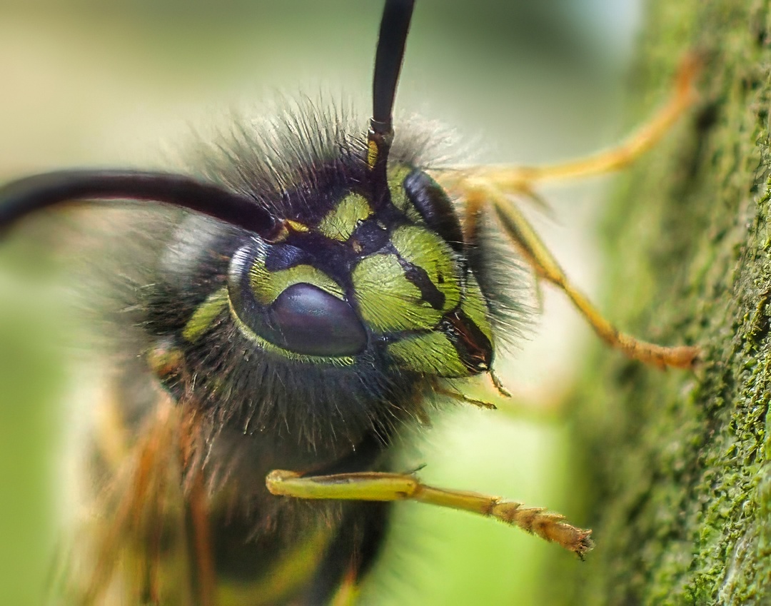 Bees & Wasps