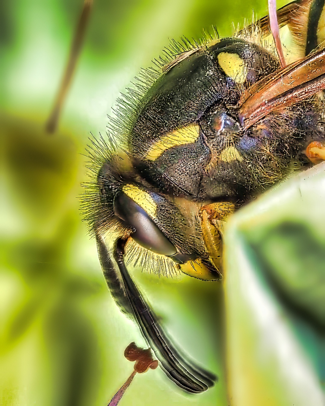 Wasp Side Profile