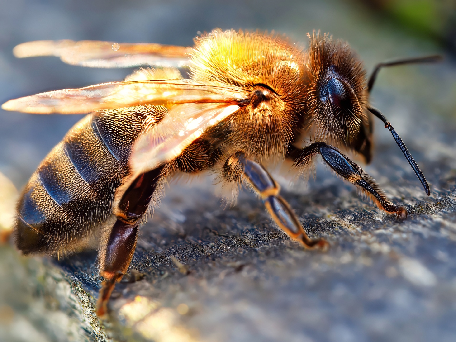 Honey Bee at Rest