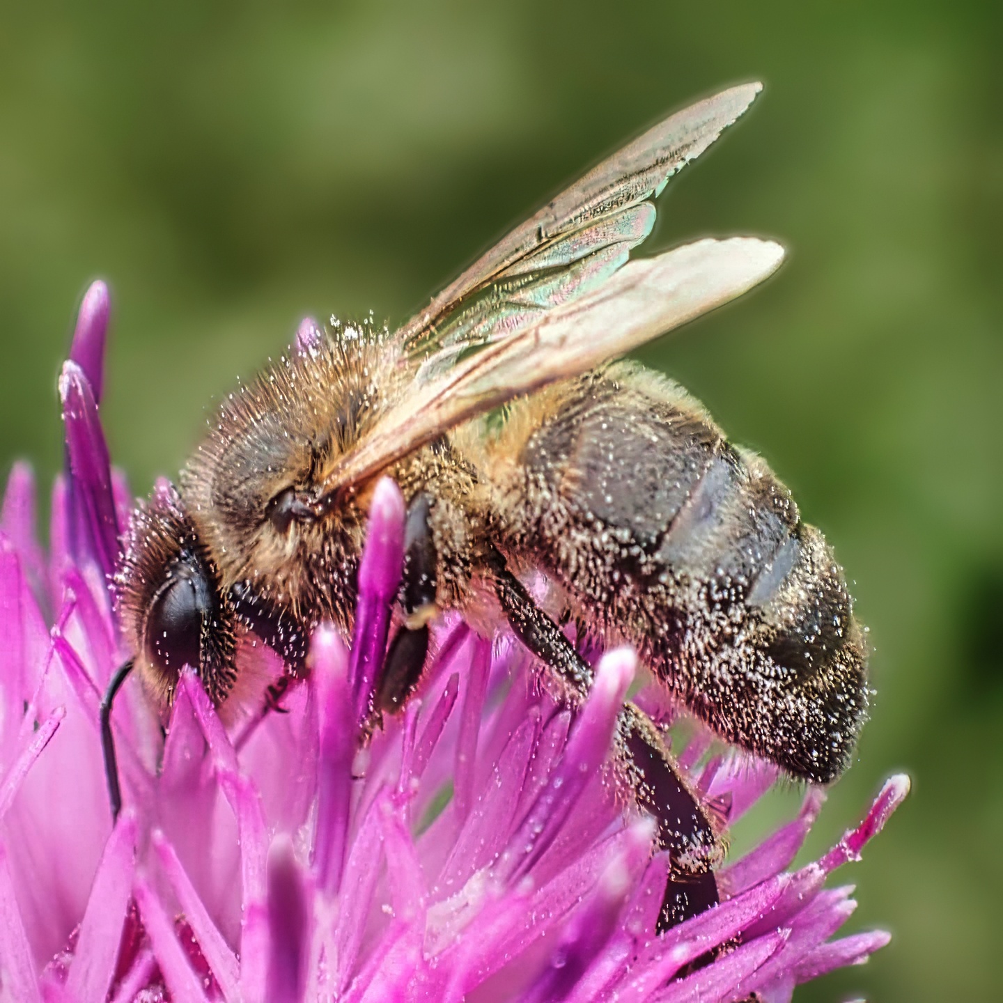 Pollen-Dusted Bee