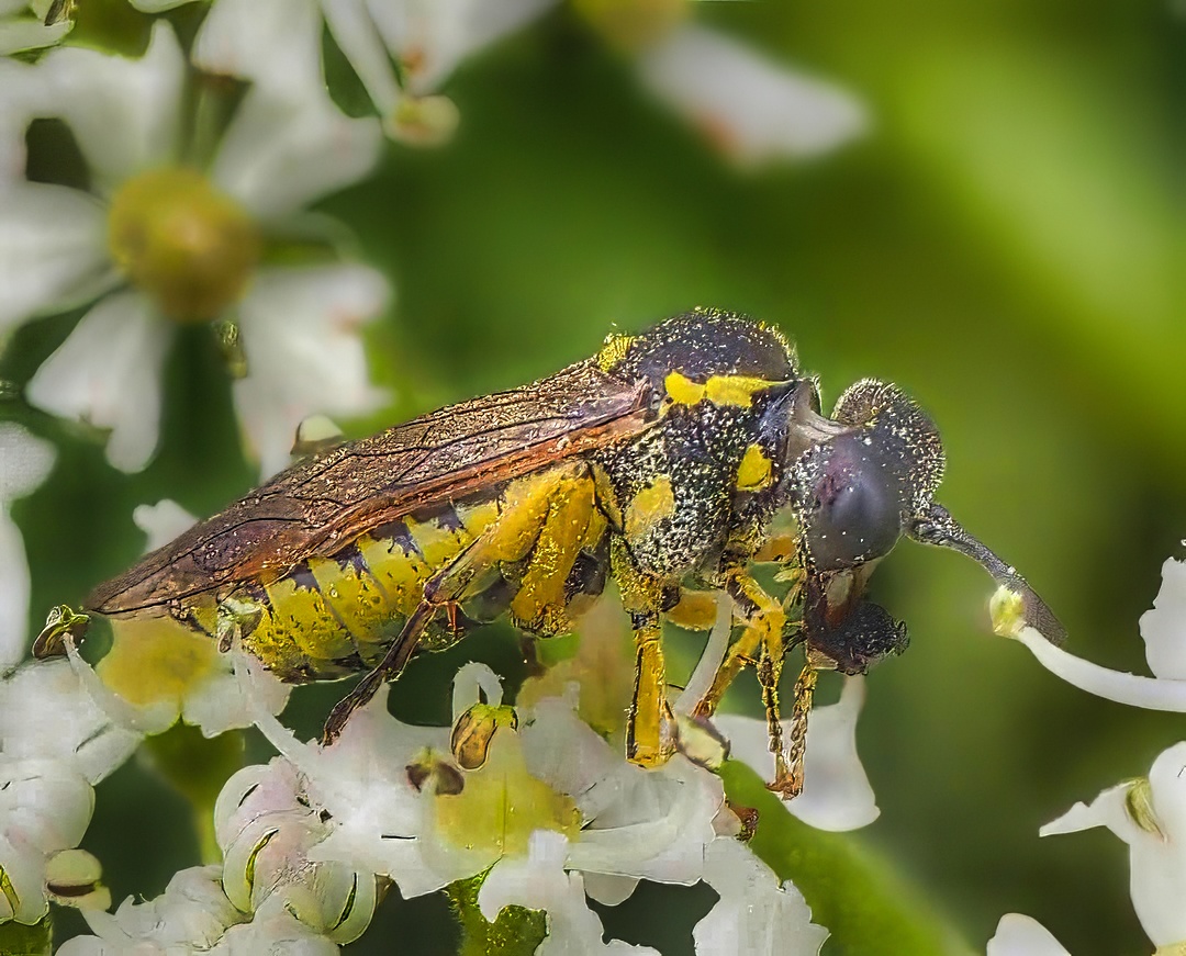 Nomad Bee