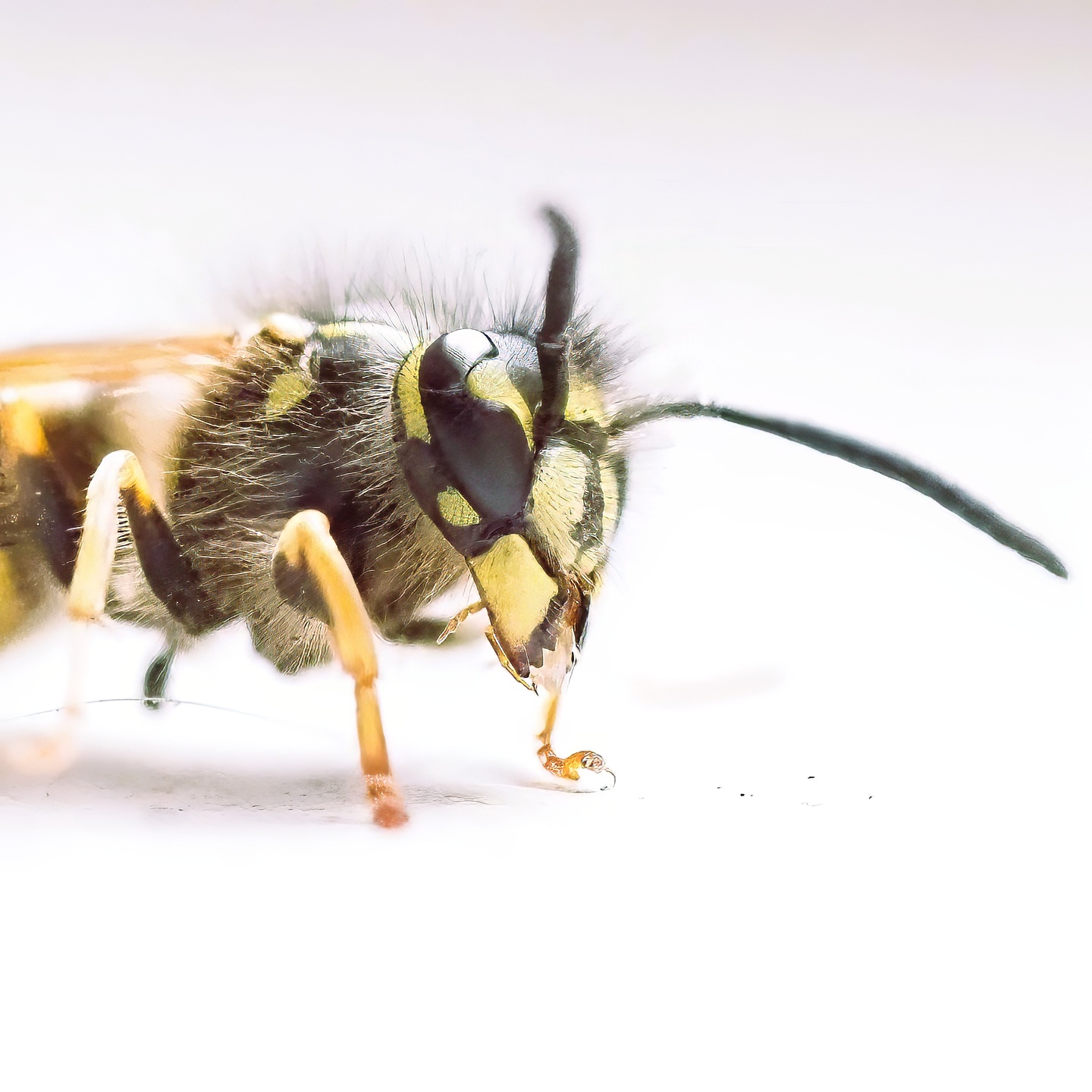 Wasp Close-up