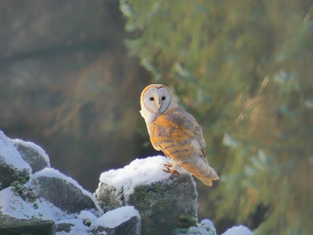 Barn Owl