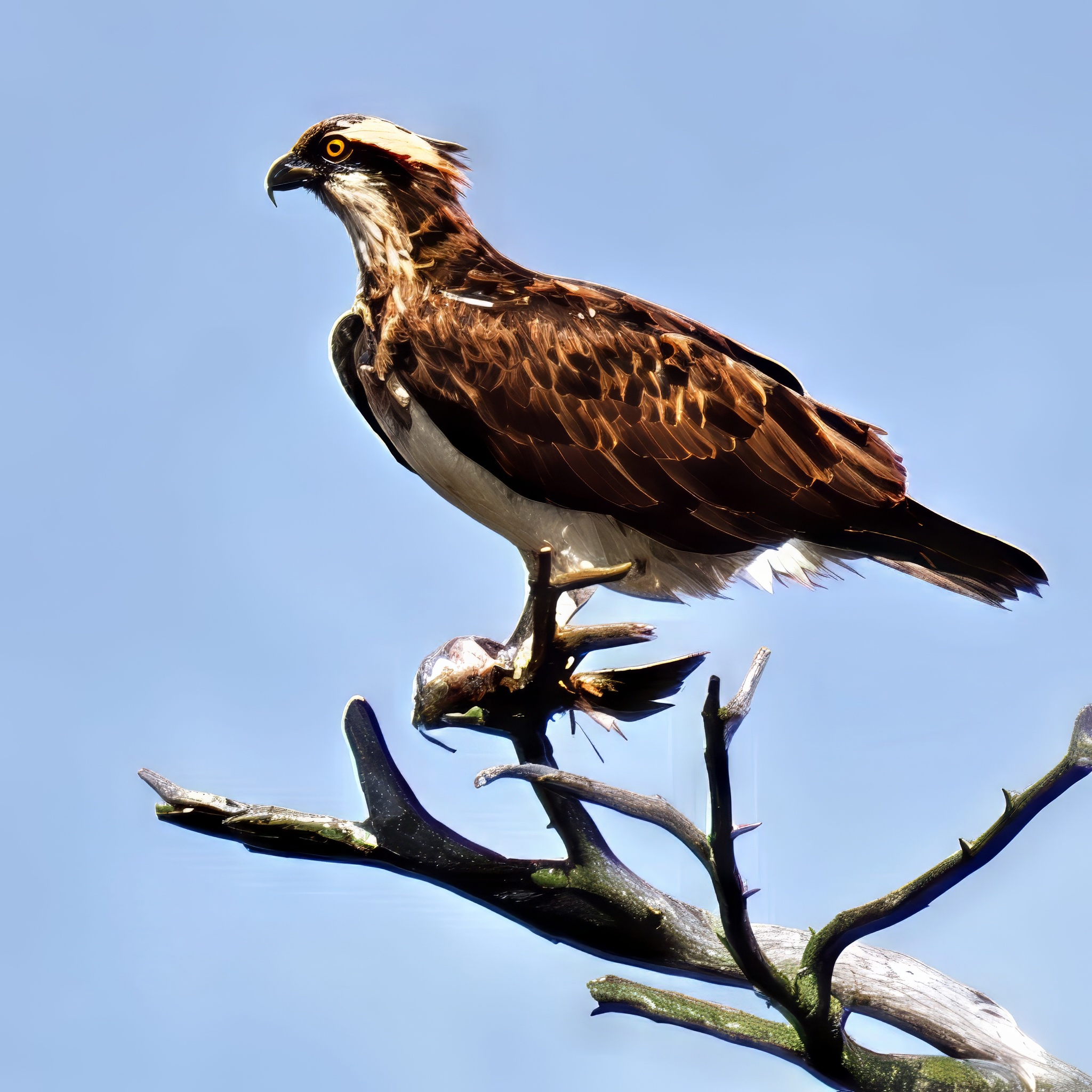 Osprey