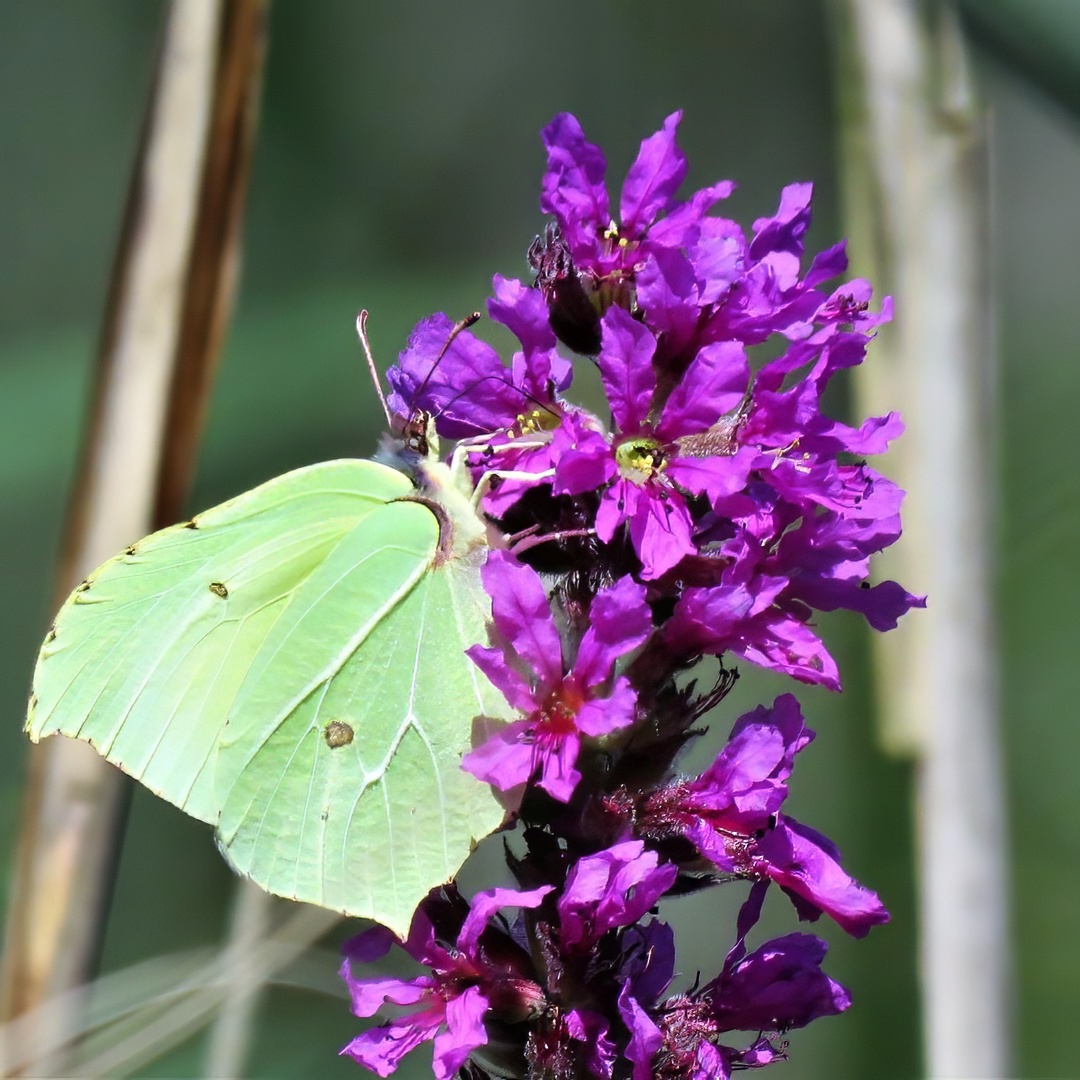 Brimstone