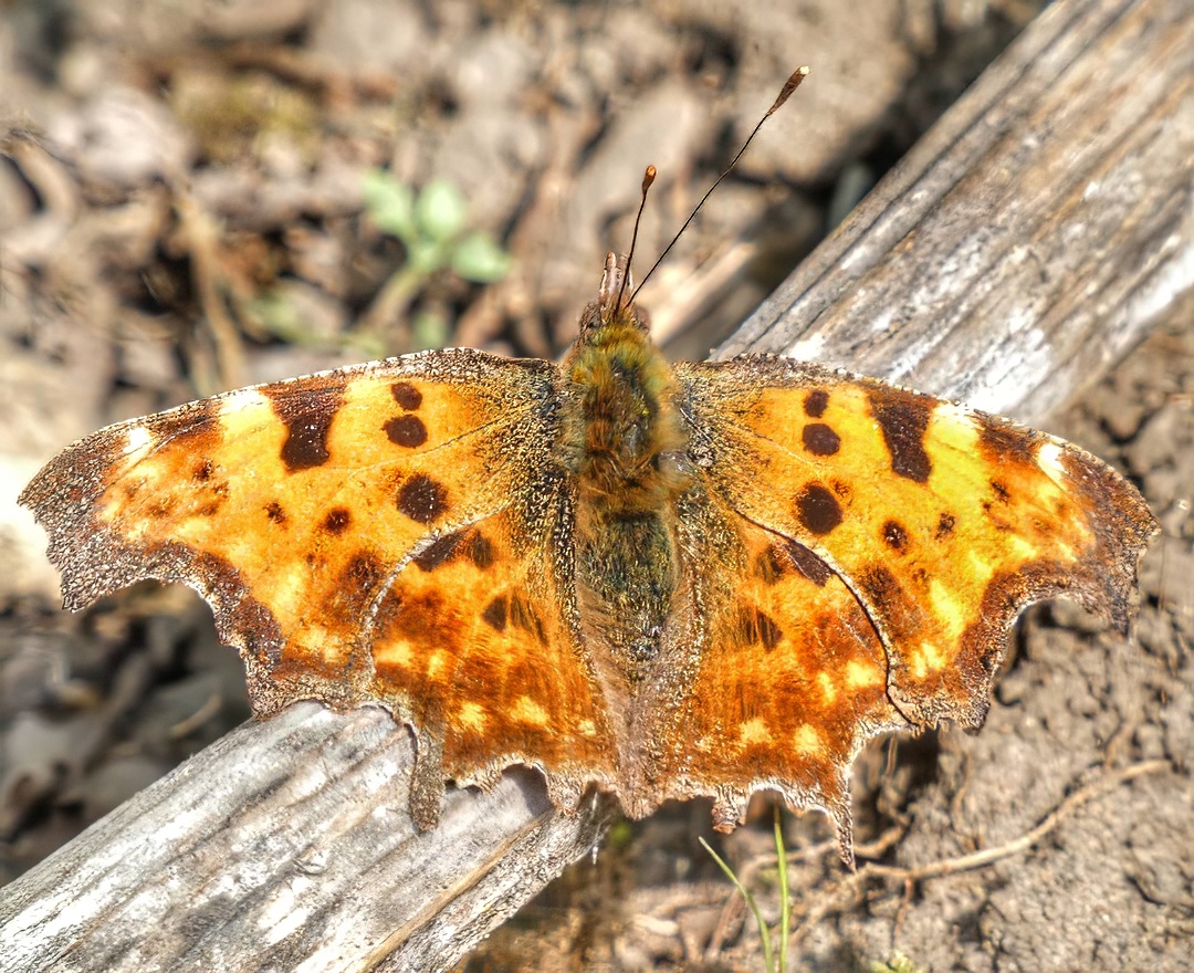 Butterflies