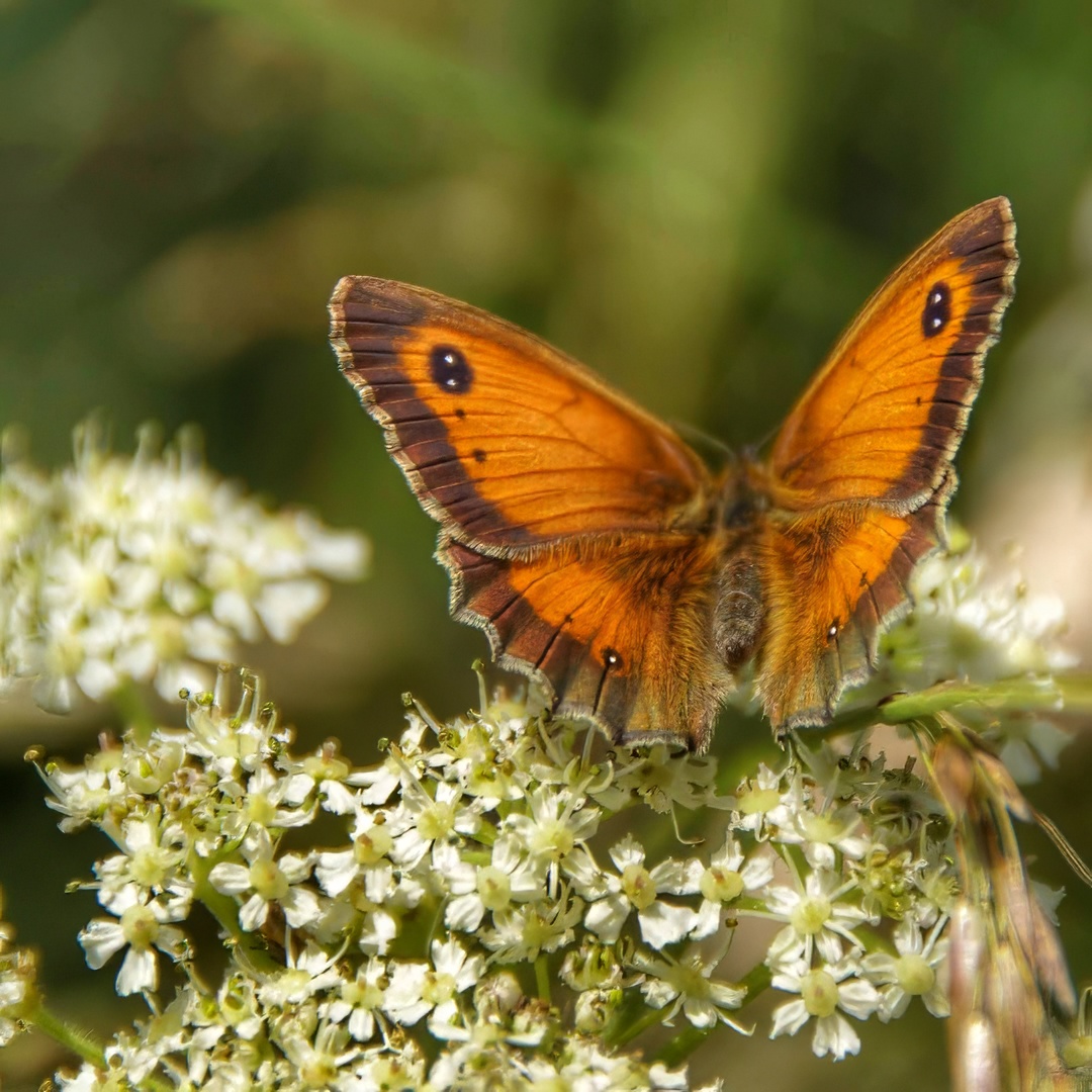 Gatekeeper