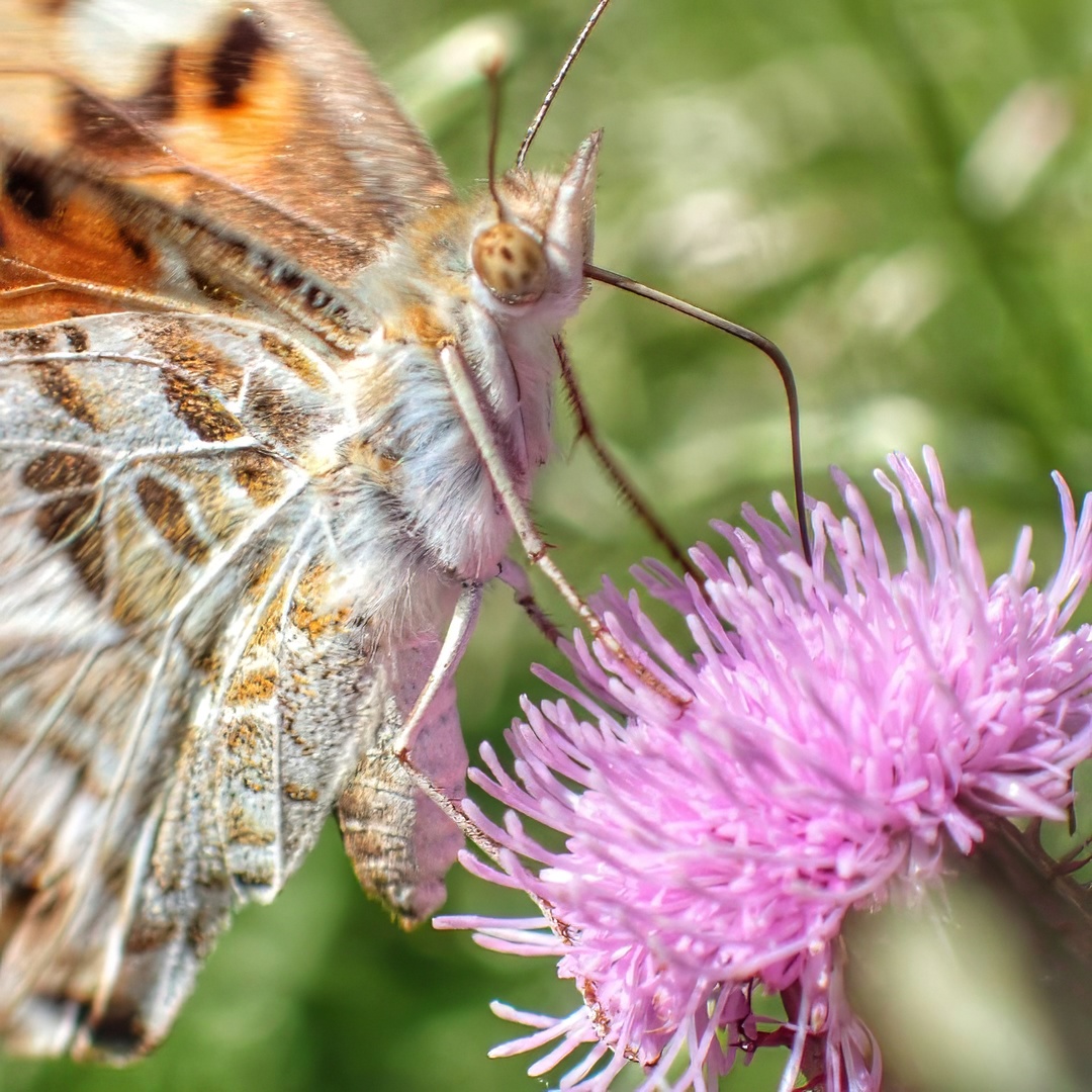 Painted Lady