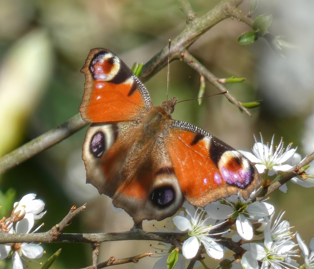 Butterflies