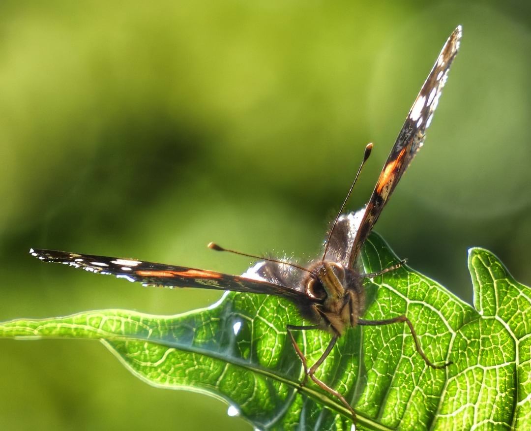 Red Admiral