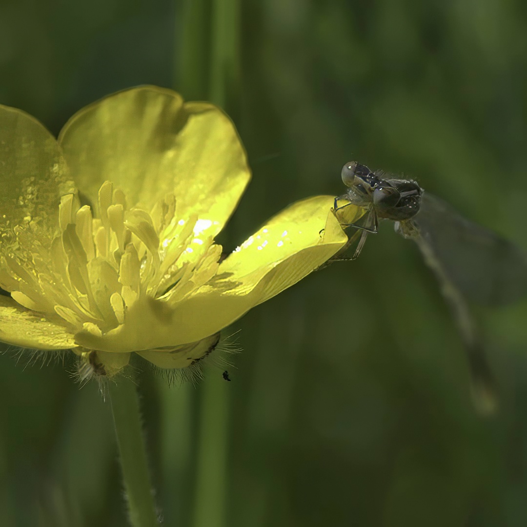 Azure on Buttercup