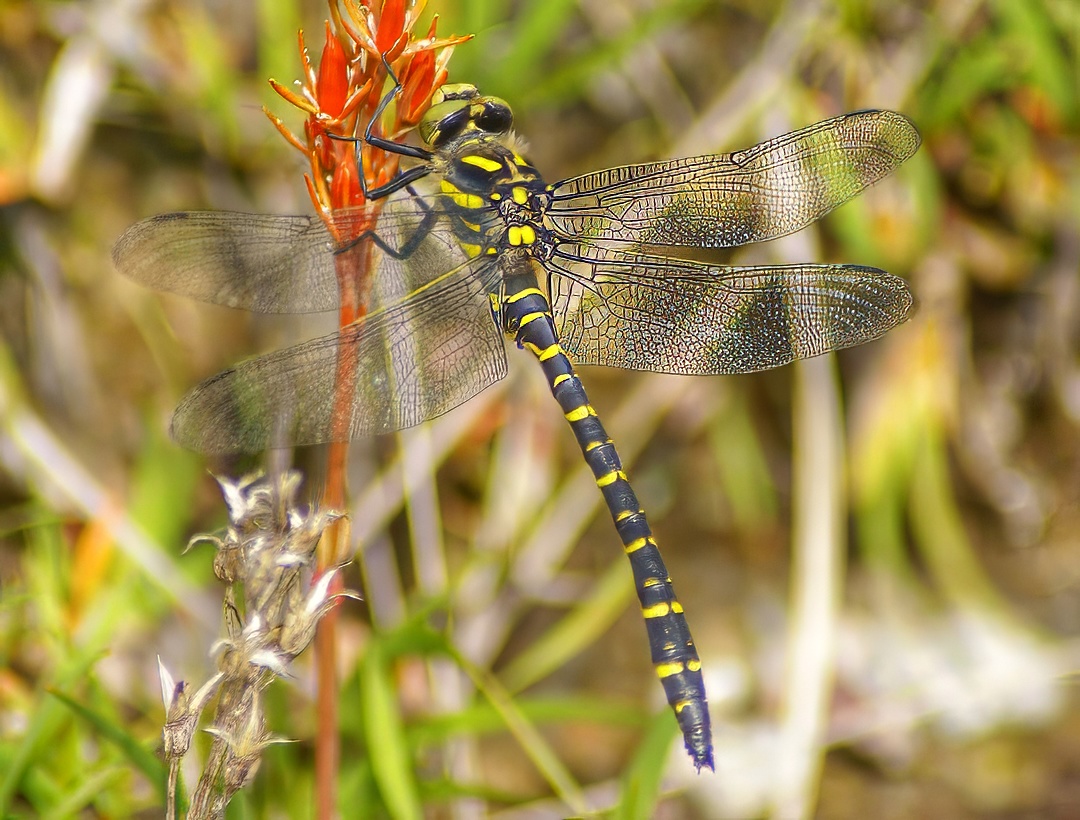 Black Darter