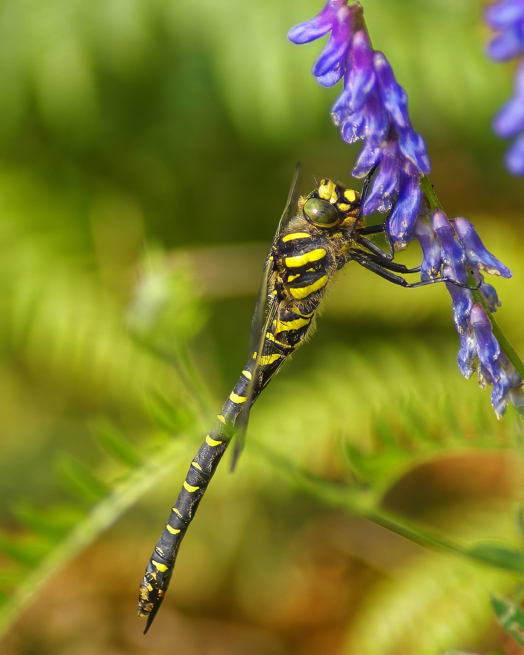 Dragonflies