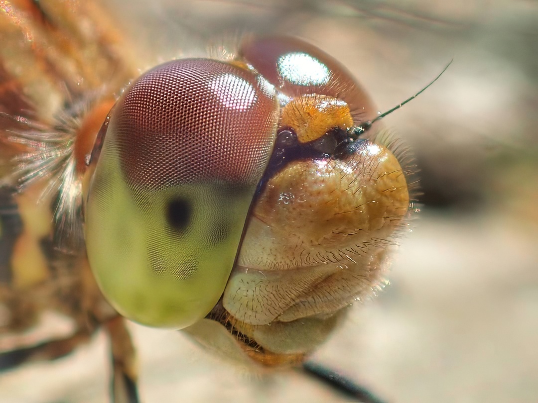 Darter's Eye