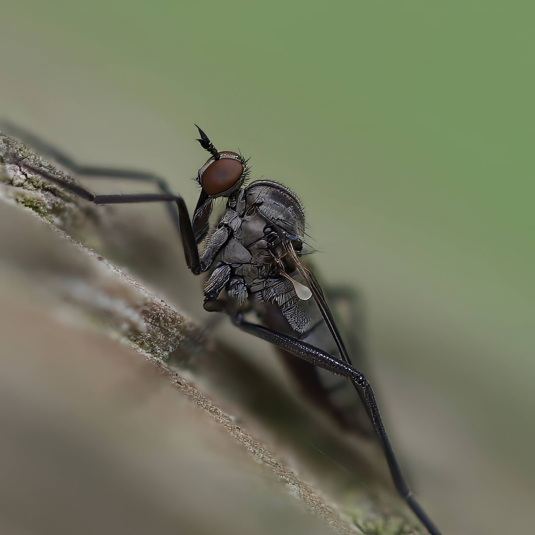 Dance Fly