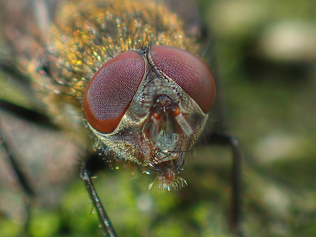 Drone Fly