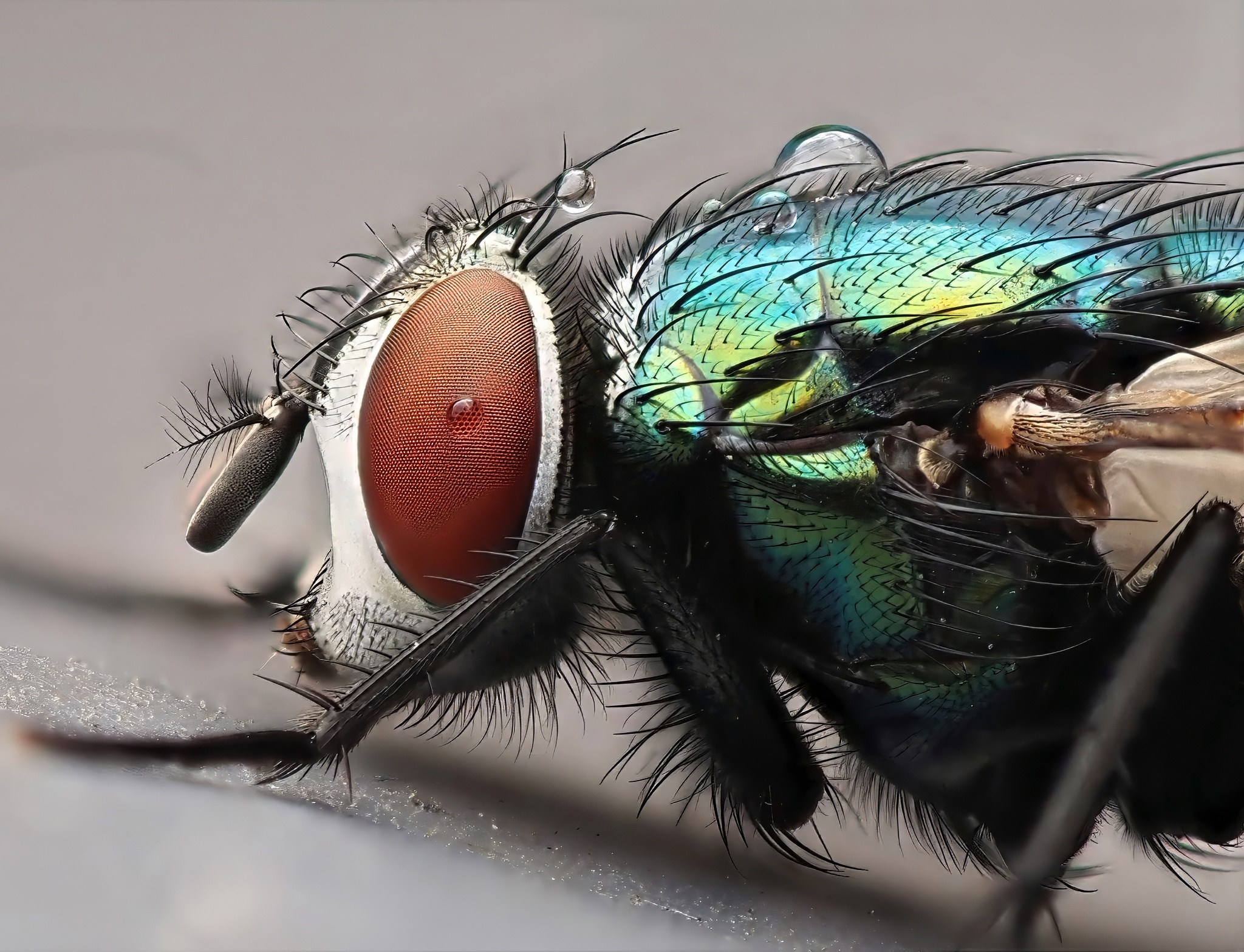 Greenbottle with Dew
