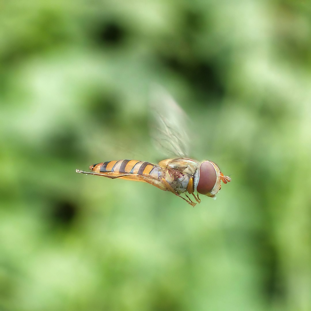 Flies
