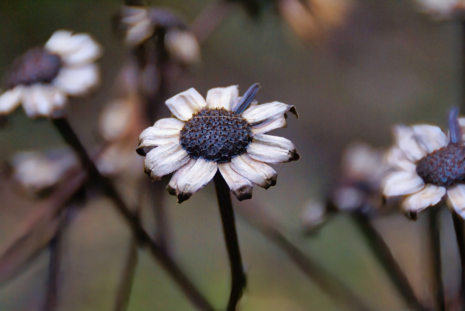 Chocolate Cosmos