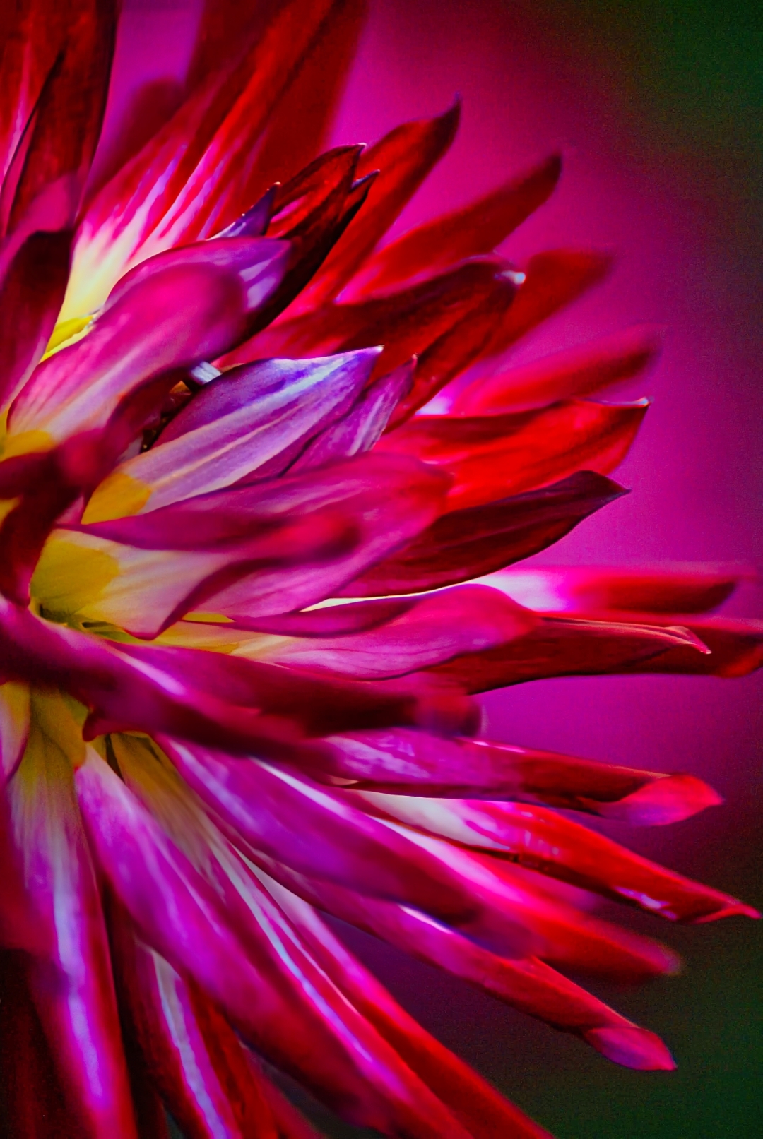 Clivia