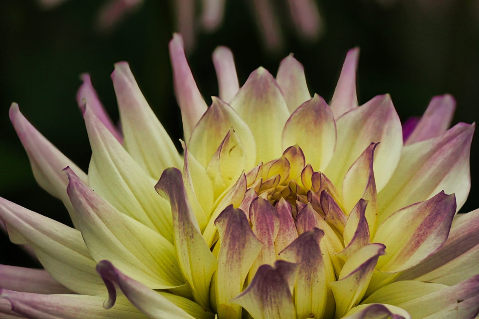 Cactus Dahlia