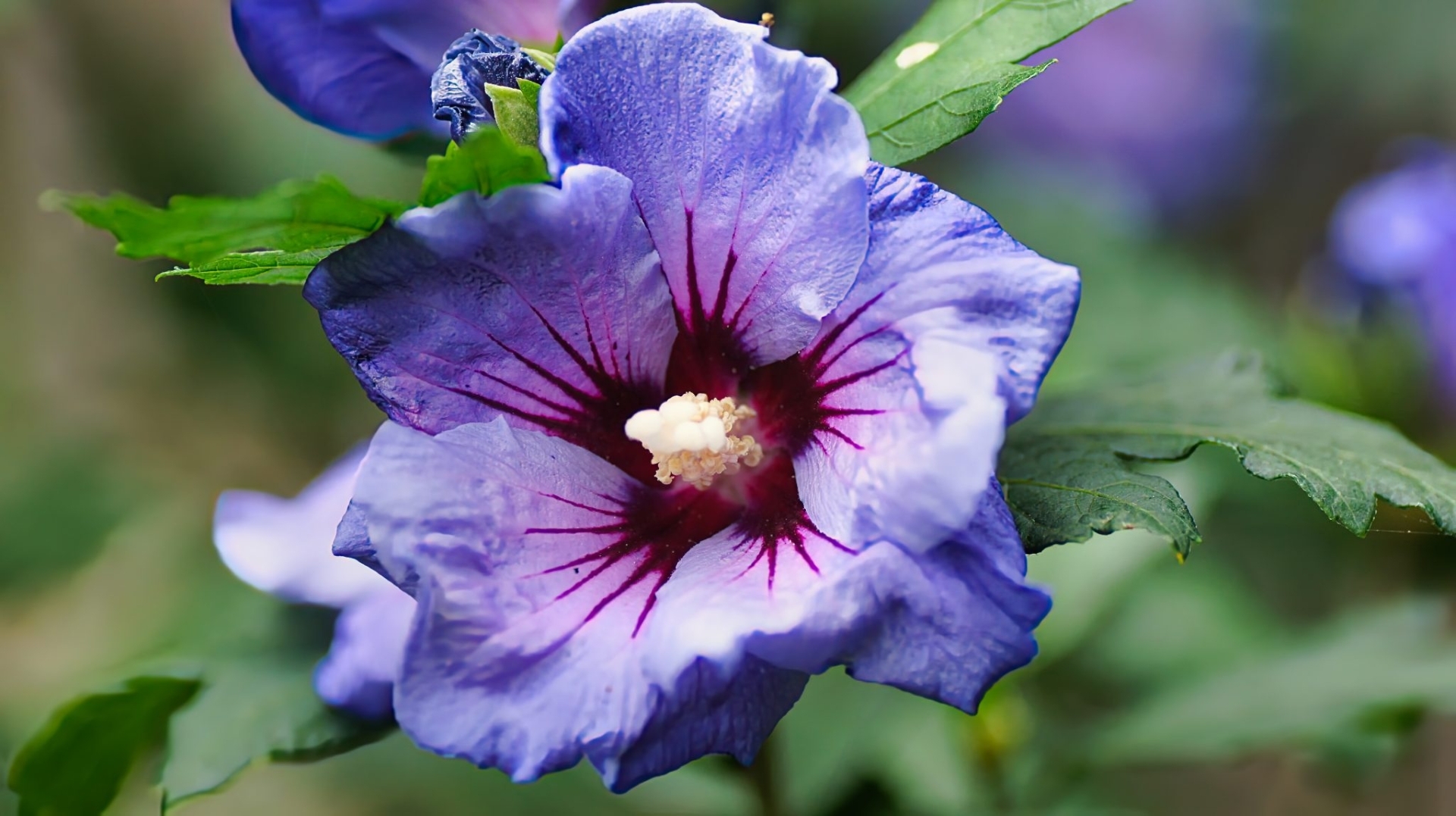 Hibiscus