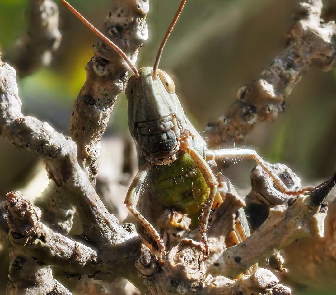 Grasshoppers