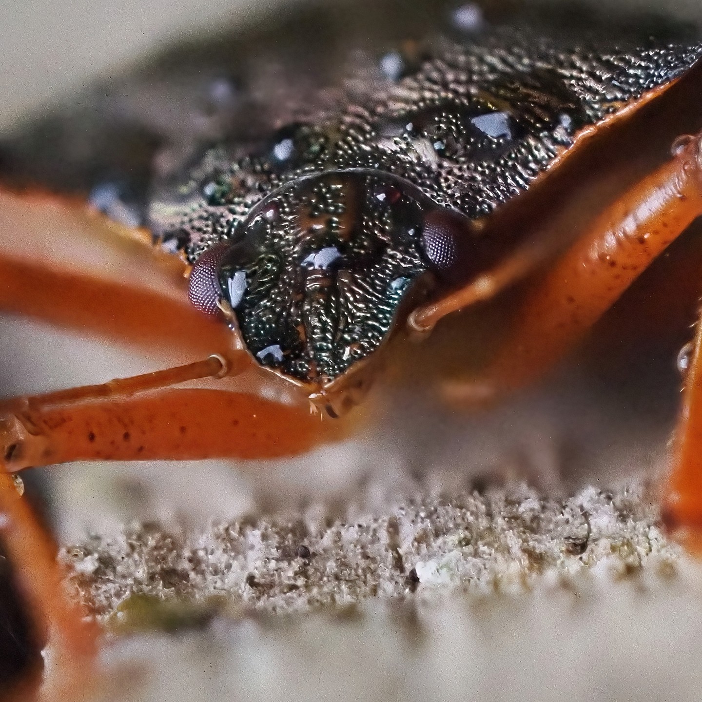 Ground Beetle