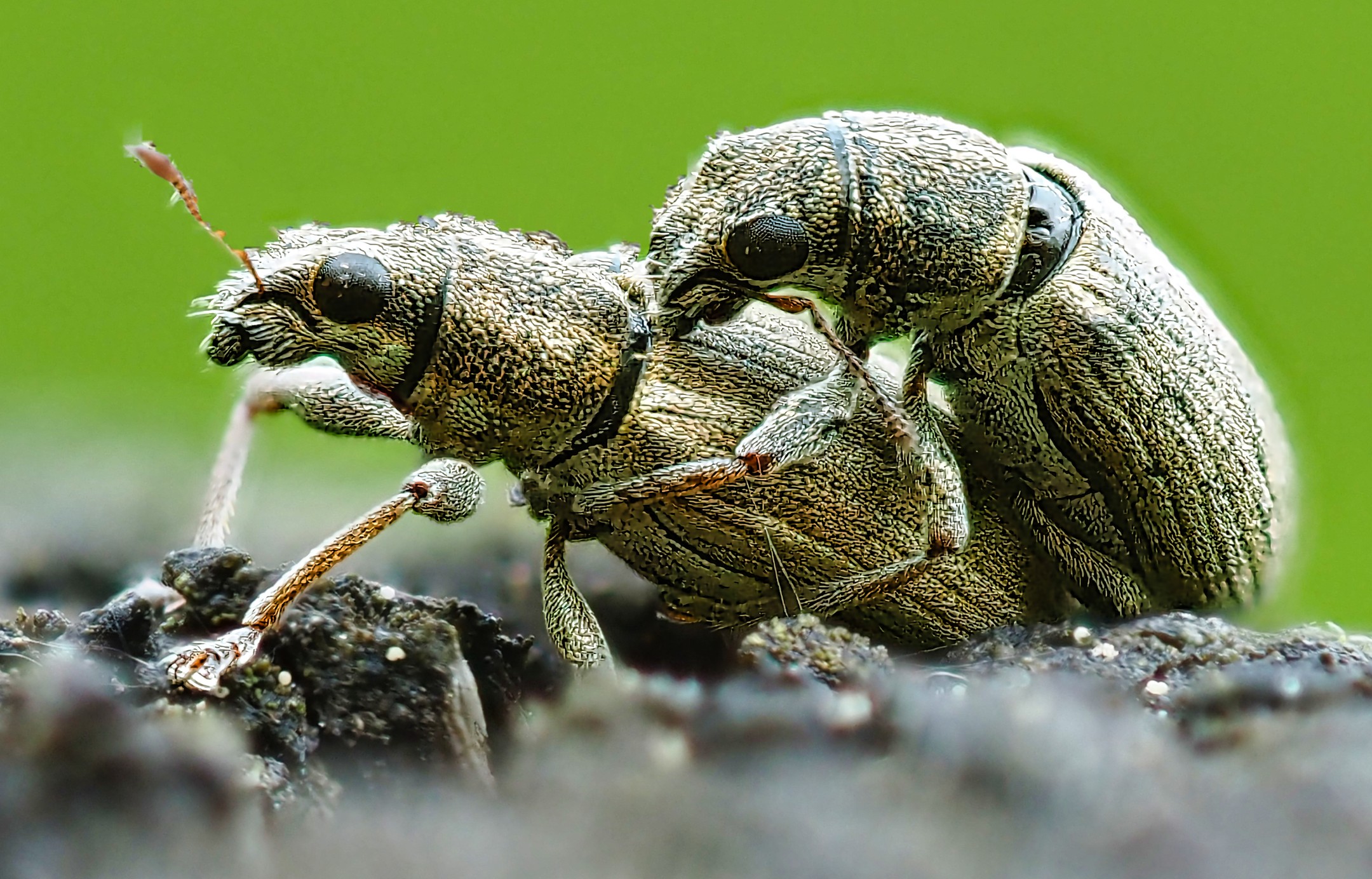 Insects