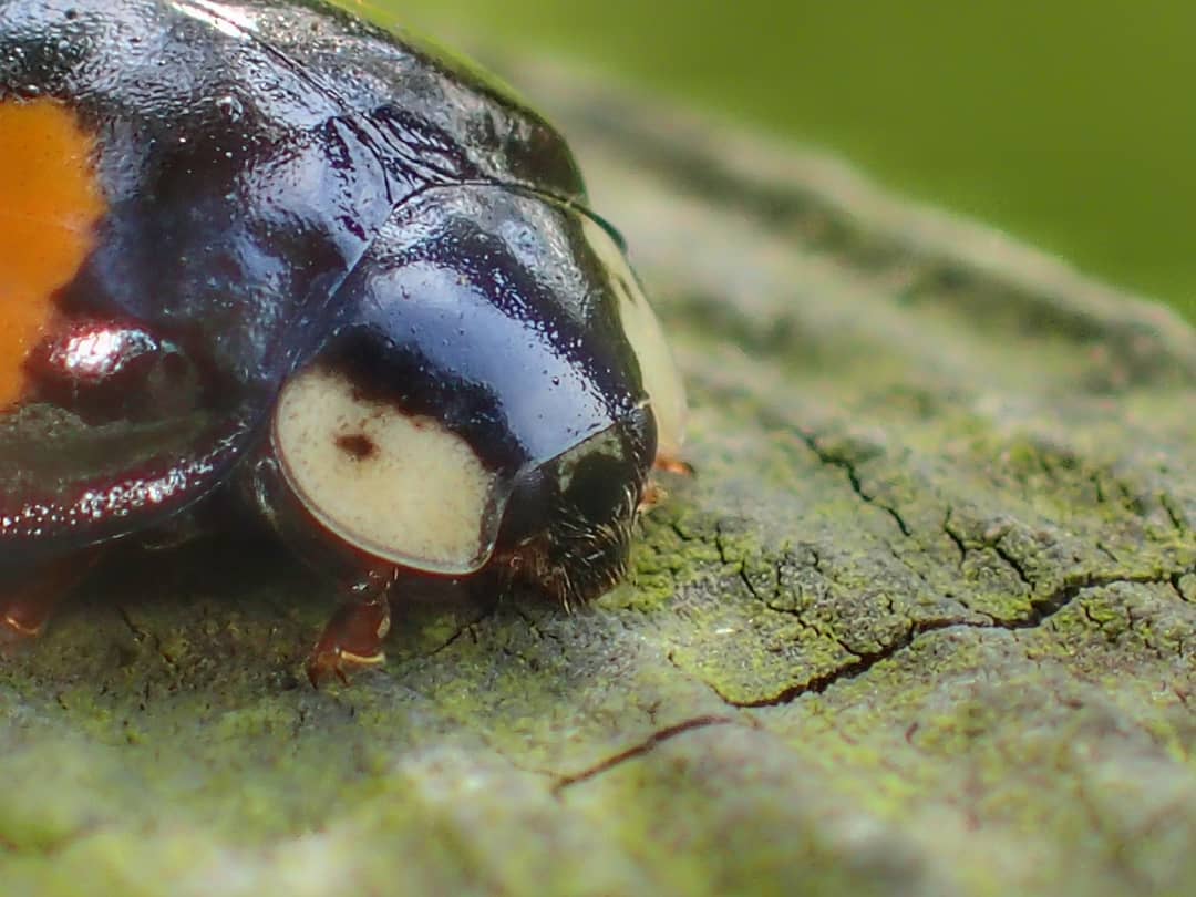 Dark Form Harlequin