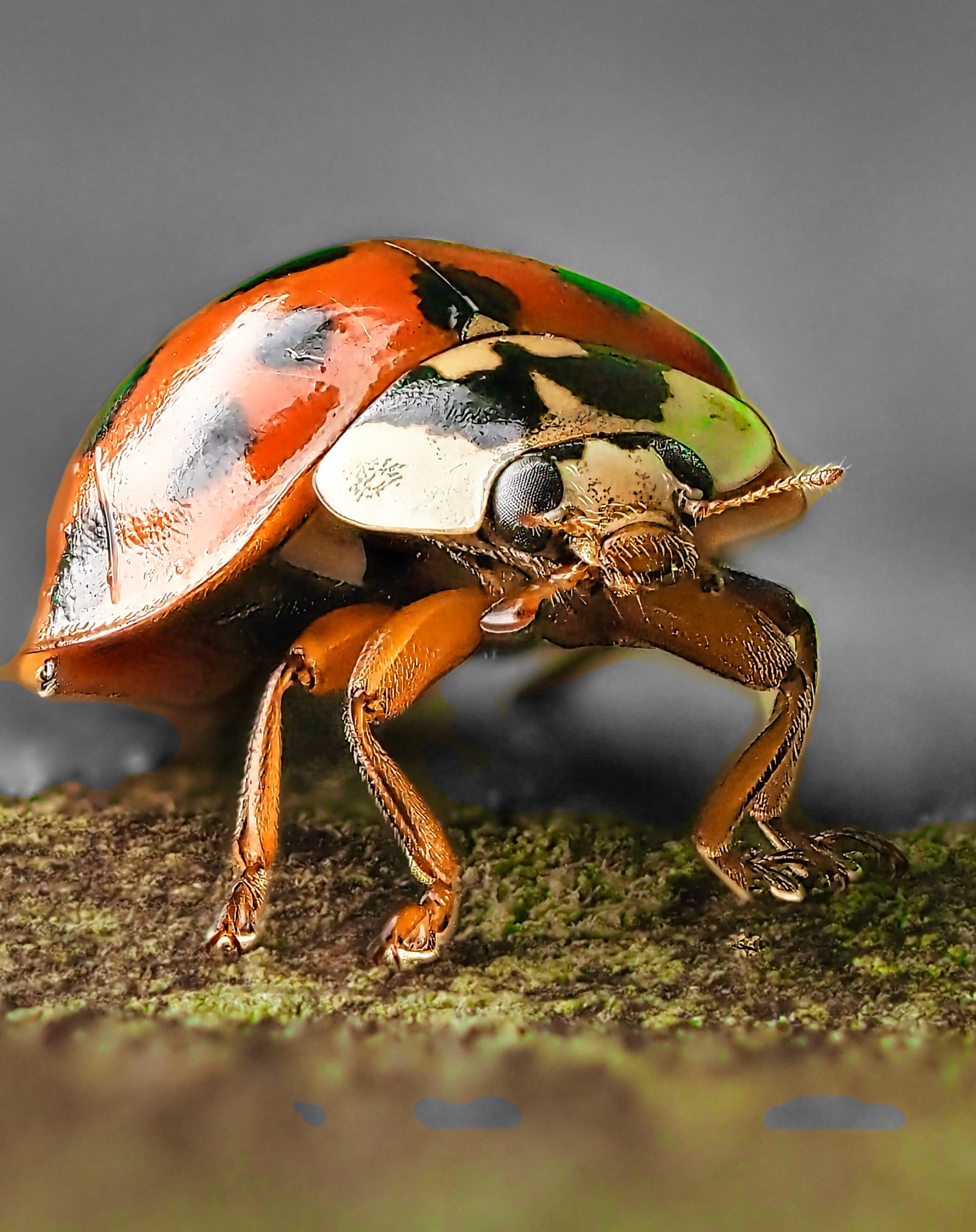 Harlequin on Moss
