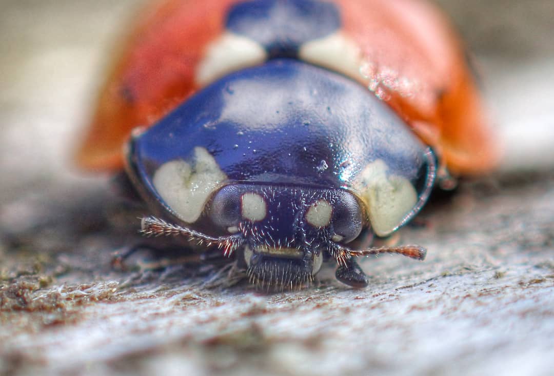Purple Ladybird