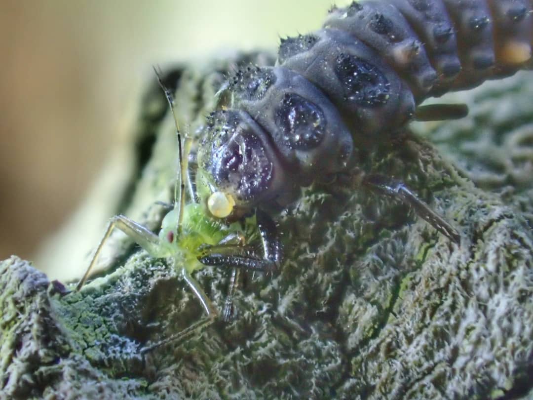 Ladybird Larva