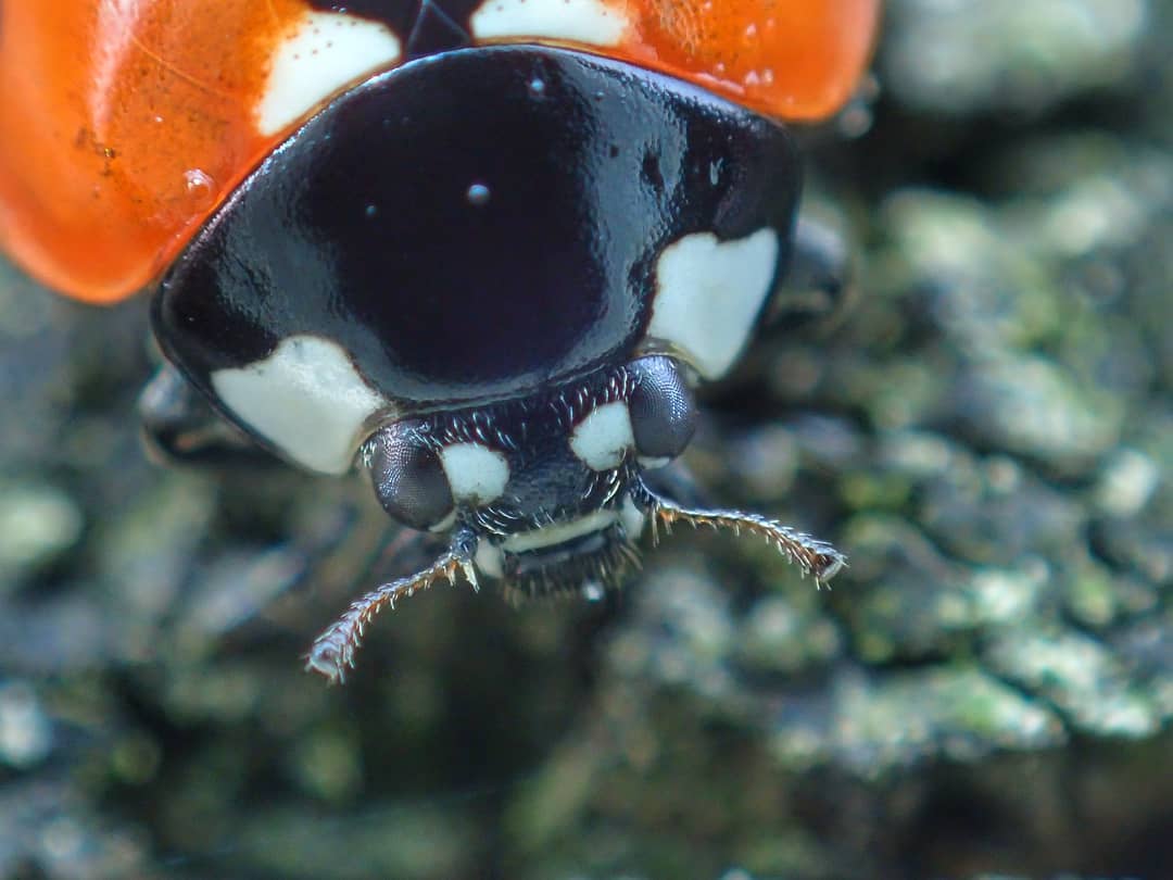Seven-spot Face-on