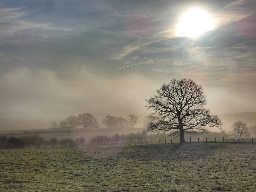 Lone Oak