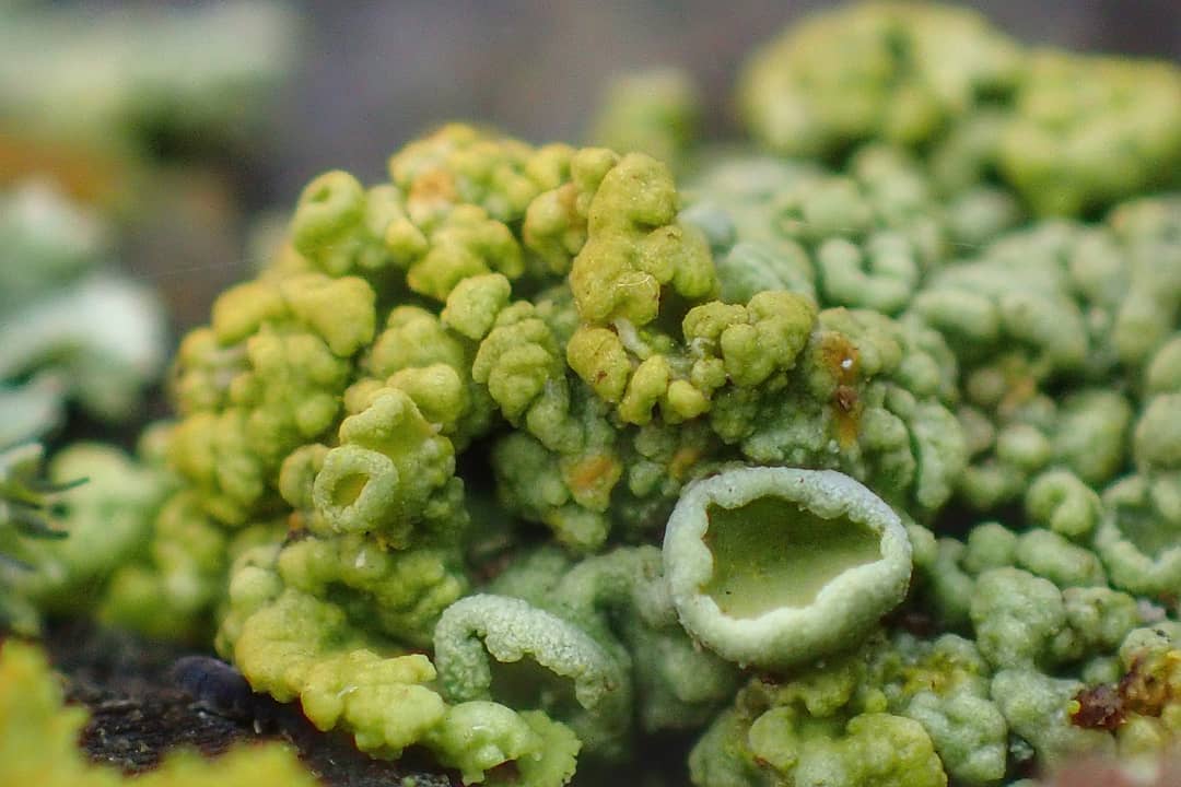 Cup Lichen
