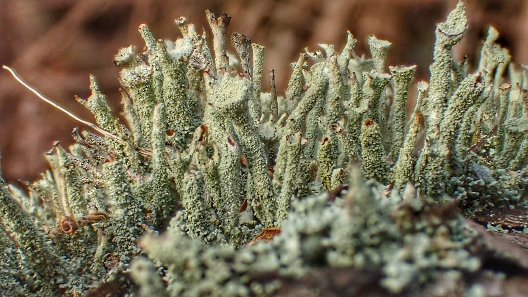 Branching Lichen