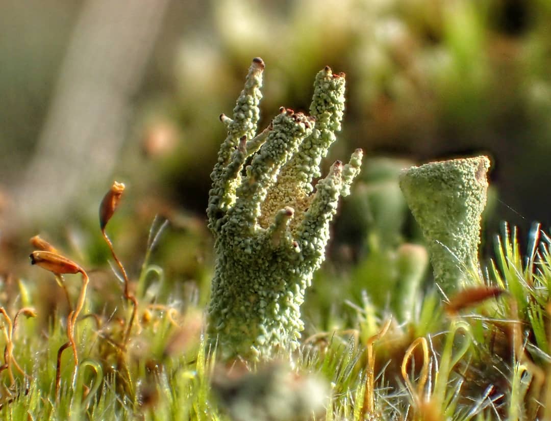 Lichen