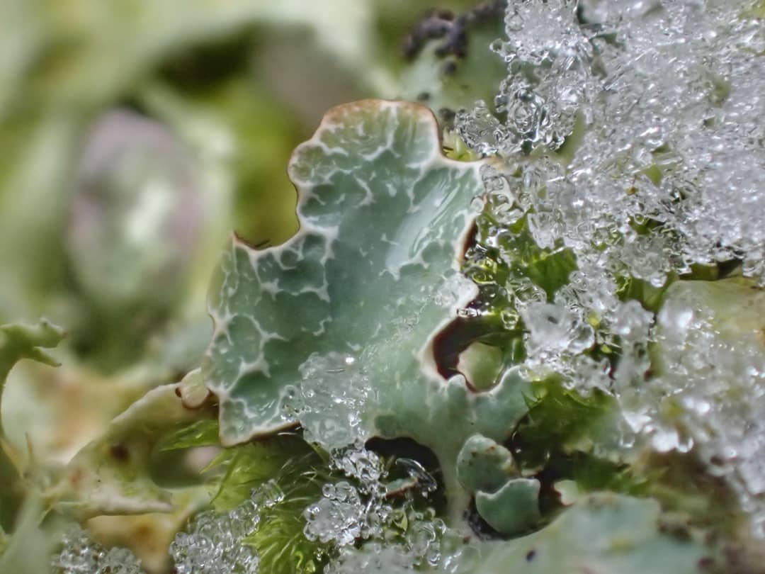 Parmelia in Ice