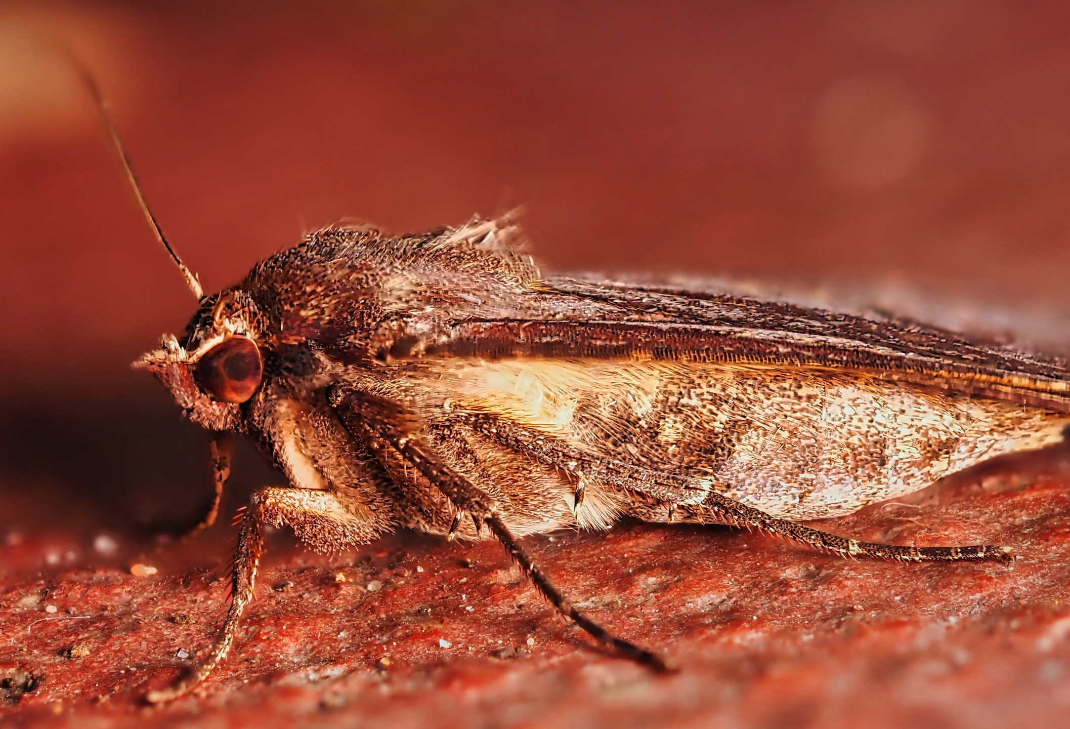 Noctuid Moth