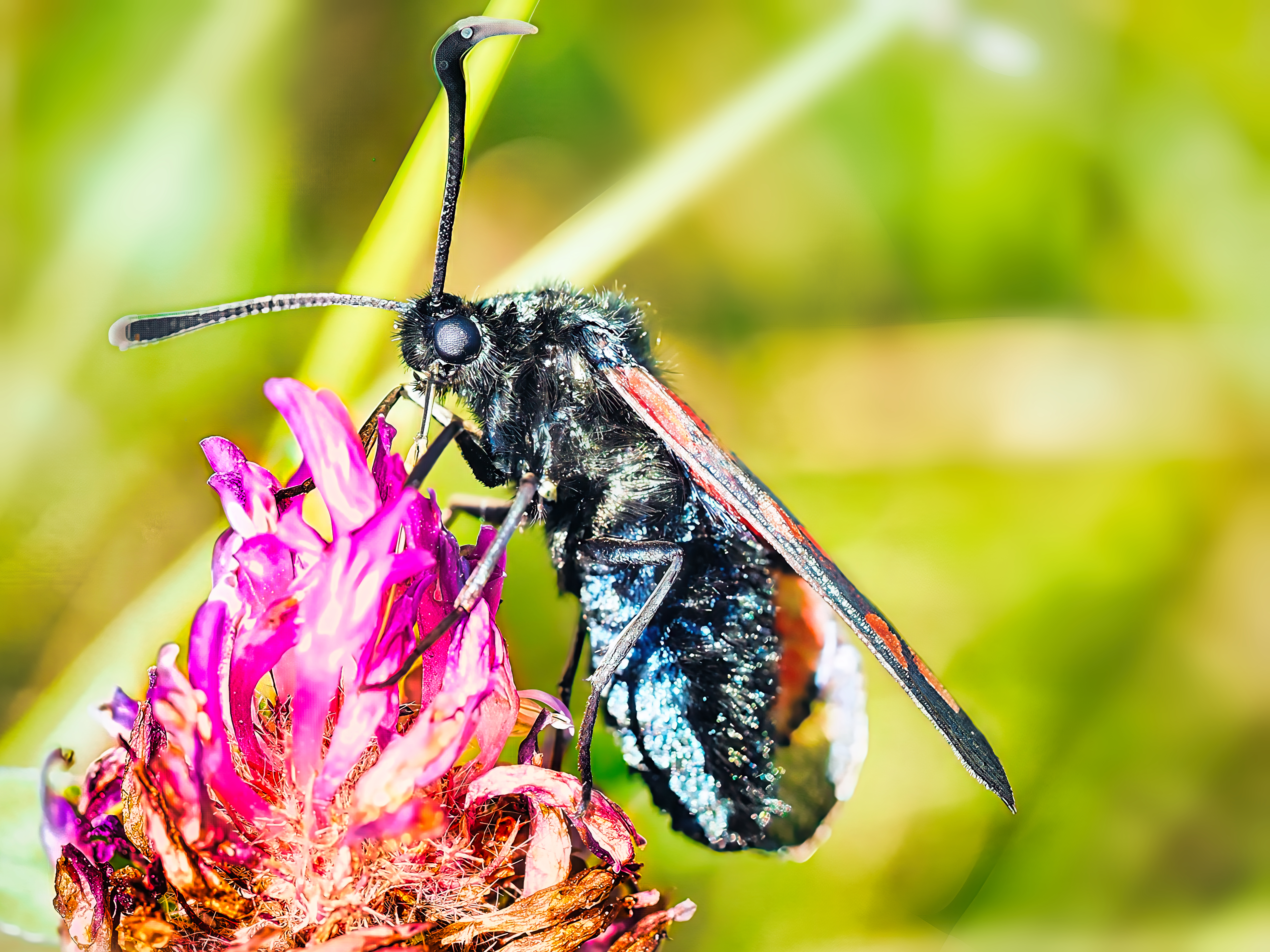 Burnet Moth