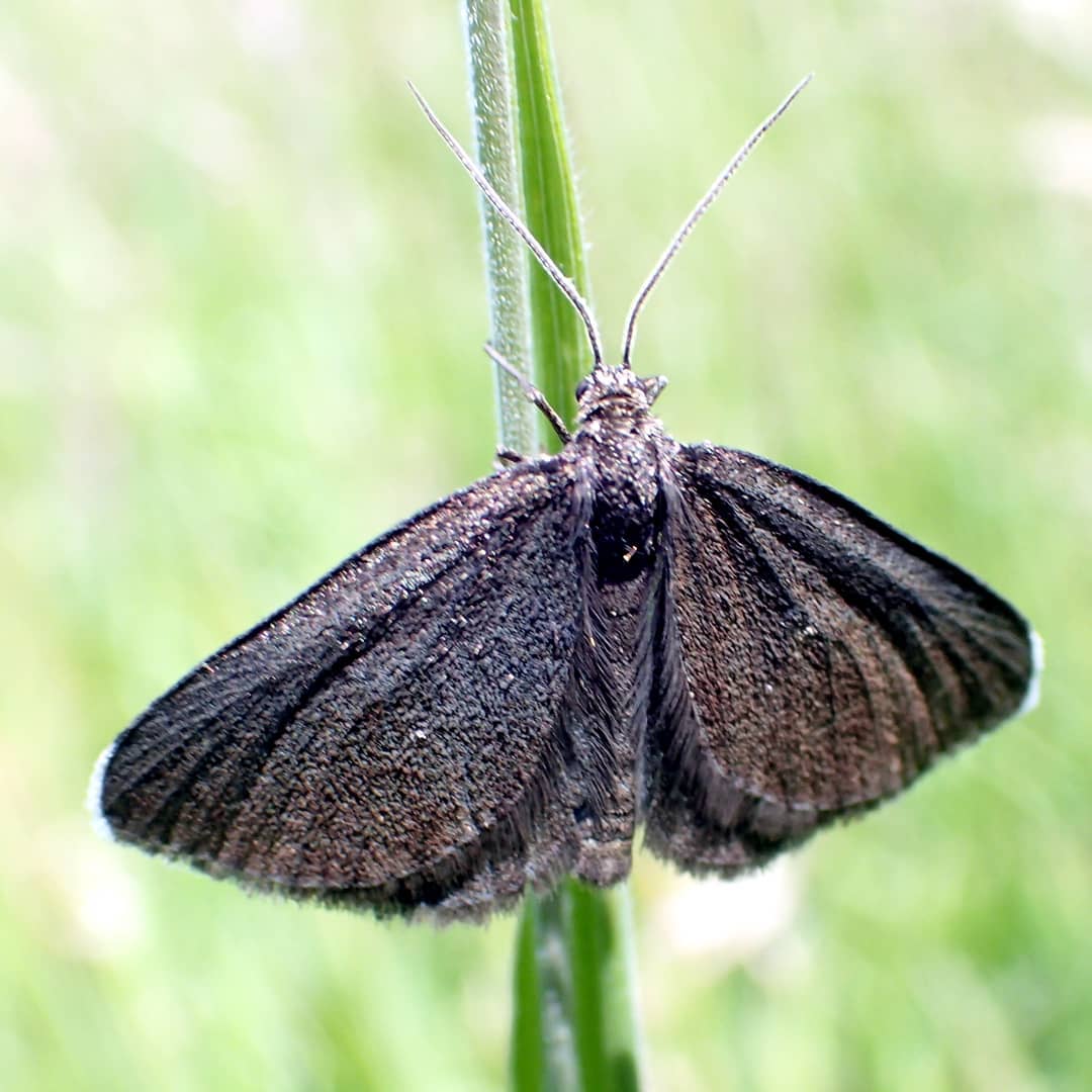 Chimney Sweeper
