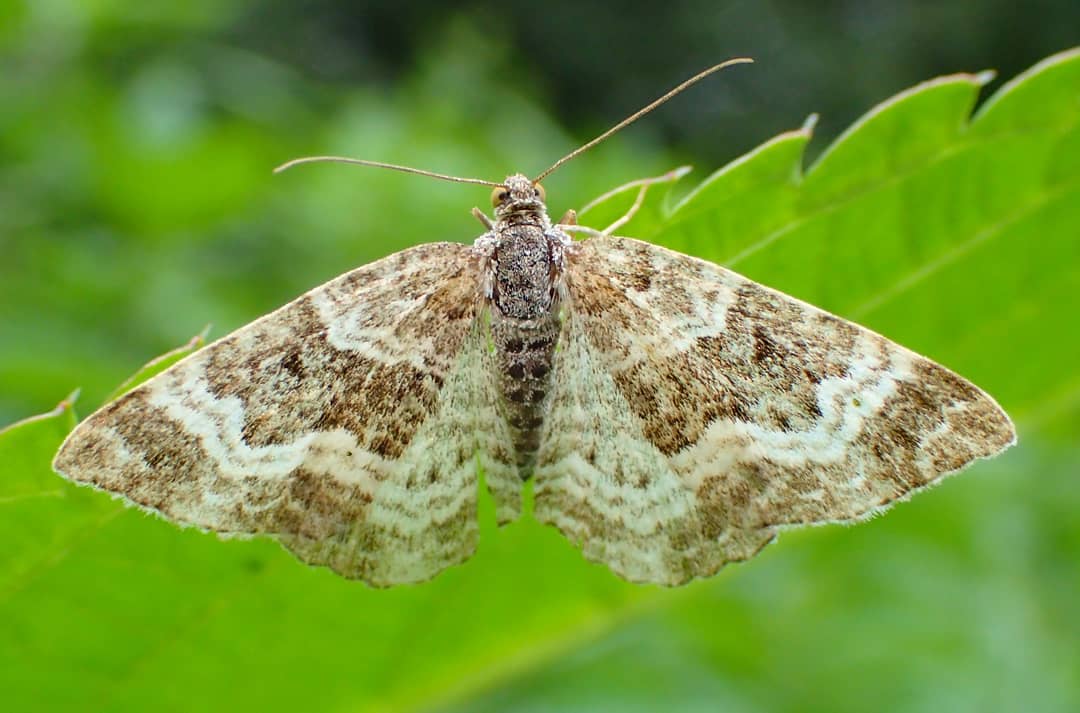 Wavy-banded Geometrid