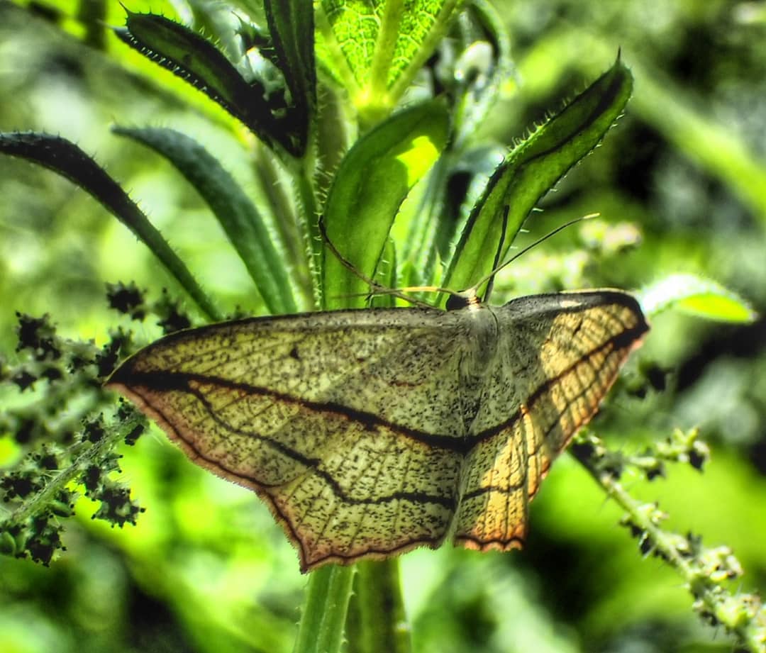 Geometrid Moth