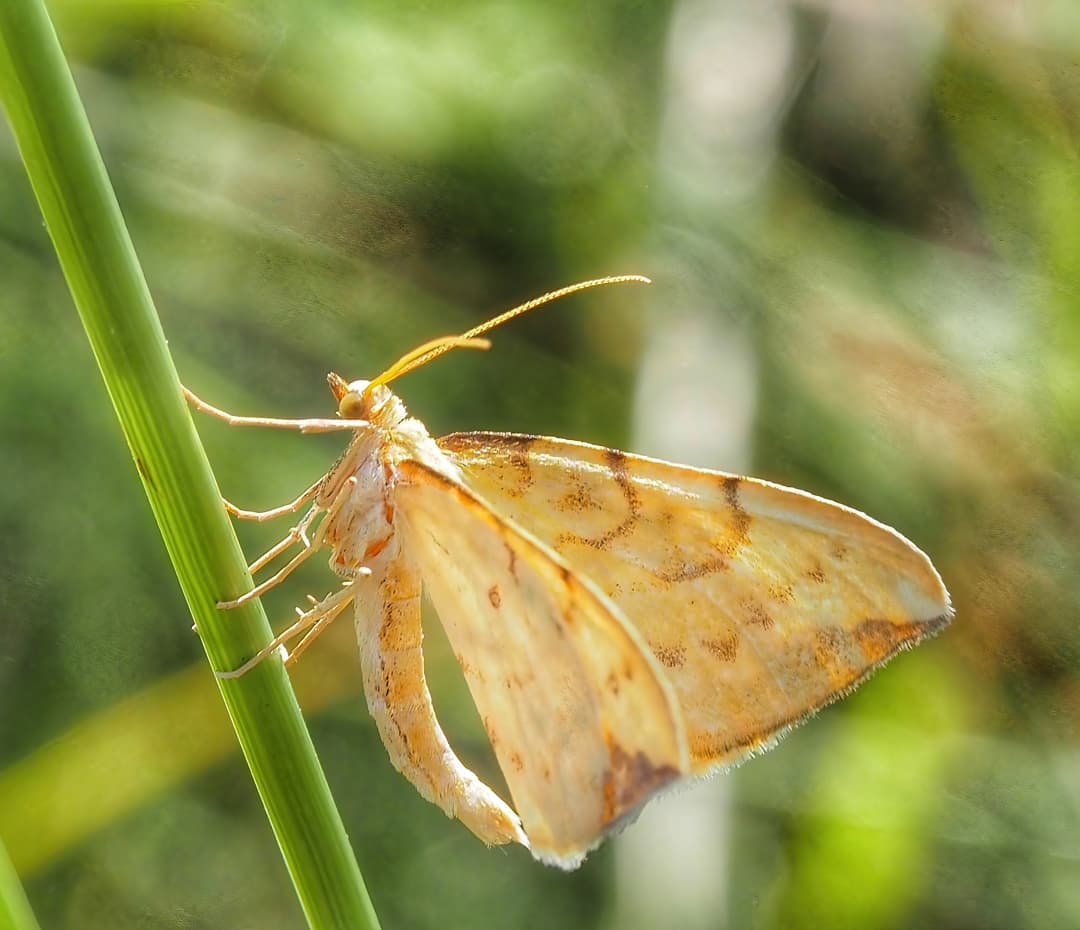Moths